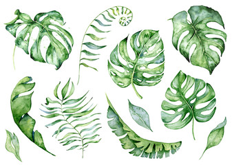 Watercolor monstera leaves set. Tropical plant illustration - obrazy, fototapety, plakaty