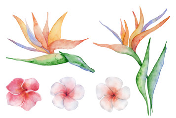Fototapeta na wymiar Watercolor flowers set. Tropical plant hand drawn illustration