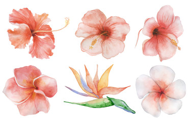 Watercolor flowers set. Tropical plant hand drawn illustration © EvgeniiasArt