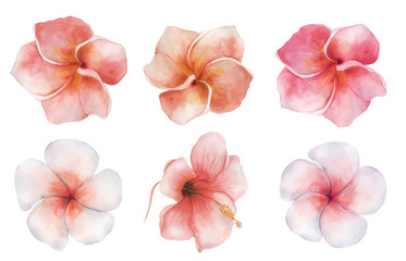 Watercolor flowers set. Tropical plant hand drawn illustration