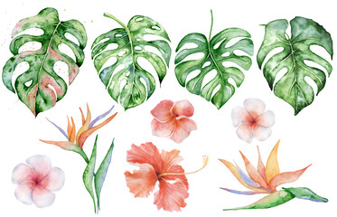 Watercolor monstera leaves set. Tropical plant illustration © EvgeniiasArt