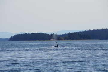 Whale Watching