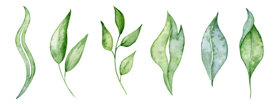 Watercolor green leaves and brunches Greenery herb hand rawn illustration