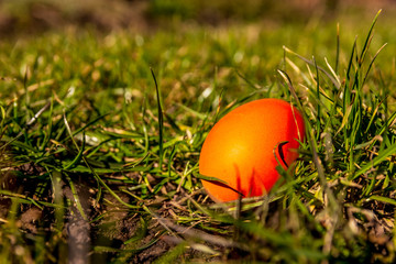 Red Easter egg hunt egg hidden with grass isolated