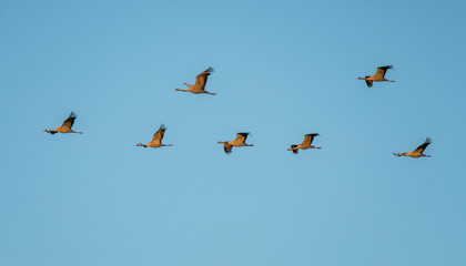 A flock of common crane (Grus grus)   flying in formation against a blue sky on the way to Hornborgasjon in Sweden