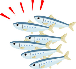 たくさんのイワシ