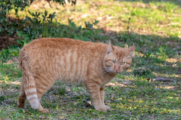 養老川臨海公園の野良猫　千葉県市原市五井海岸