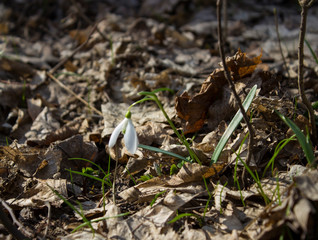snowdrops in the forest
