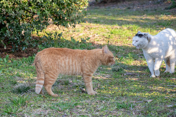 養老川臨海公園の野良猫　千葉県市原市五井海岸
