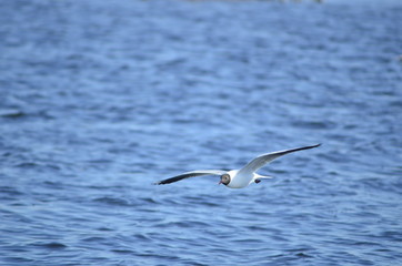  gulls water wildlife, river, bushes, birds, waterfowl, people, flight, wings, nesting, mating season of birds