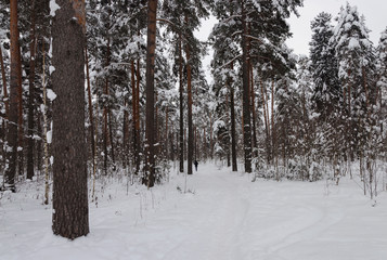 Fototapeta premium Snowy pine trees in winter forest
