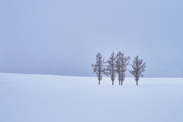 Beautiful Pine trees at "Mild seven hills" along the patchwork road in winter at Biei city, Hokkaido, Japan.