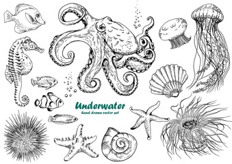 Set of underwater creatures, octopus, jellyfish, starfish, seahorse, sea urchin, shells and tropical fishes. © JeannaDraw