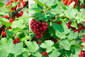 Johannisbeeren
