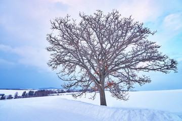 Dry solo Oak tree called "Seven star no ki" in winter at Biei city, Hokkaido, Japan.