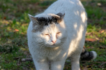 Obraz premium 養老川臨海公園の野良猫 千葉県市原市五井海岸