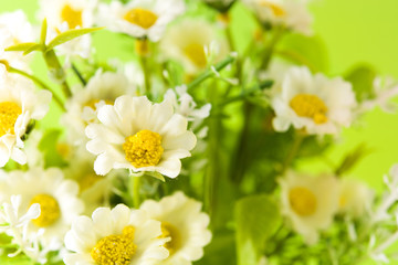 Close up of daisy flower on green background