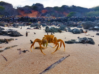 Krabbe Am Strand
