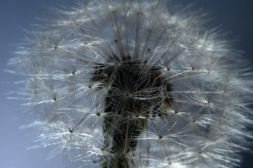 dandelion on blue background