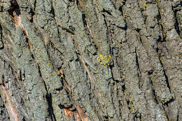 Texture of old willow bark.  An old big tree growing in the city.