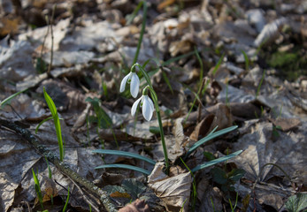 snowdrops in the forest