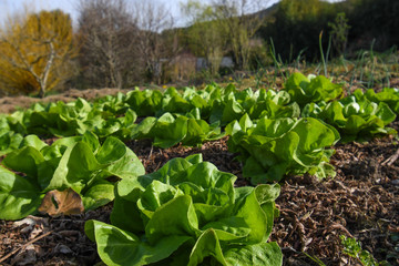 lettuce trocadero in the organic garden