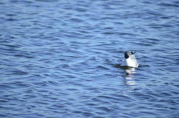  gulls water wildlife, river, bushes, birds, waterfowl, people, flight, wings, nesting, mating season of birds