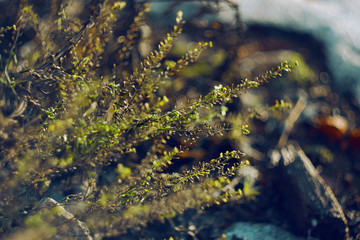 Spring young beautiful plant with green small leaves grew among the snow and debris