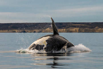 Whale jumping in Peninsula Valdes,Puerto Madryn,  Patagonia, Argentina