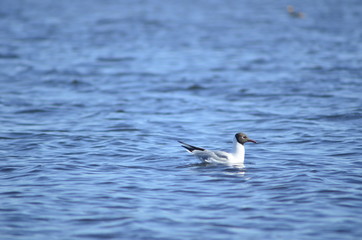  gulls water wildlife, river, bushes, birds, waterfowl, people, flight, wings, nesting, mating season of birds