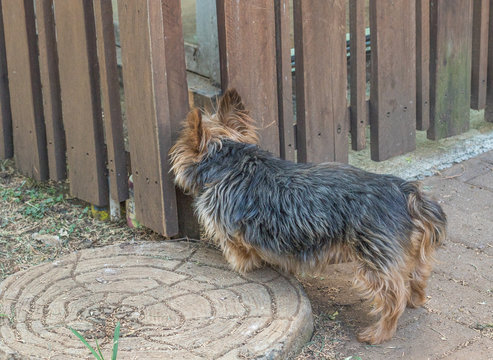 Pet dog standing locked out at a wooden fence image with copy space in landscape format