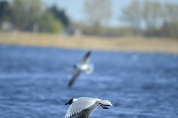  gulls water wildlife, river, bushes, birds, waterfowl, people, flight, wings, nesting, mating season of birds