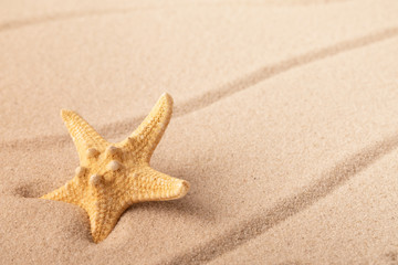 Fototapeta na wymiar one single sea star or starfish on tropical beach sand. Concept for summer holiday vacation. Sandy background with empty space.