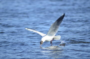  gulls water wildlife, river, bushes, birds, waterfowl, people, flight, wings, nesting, mating season of birds