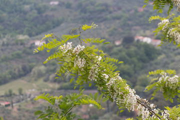 White flowering acacia branches. Abundant flowering acacia branch of Robinia pseudoacacia.