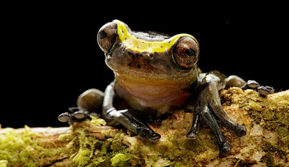funny curious tree frog dendropsophus manonegra a small treefrog from the Amazon rain forest in...