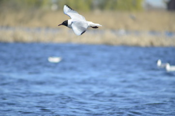  gulls water wildlife, river, bushes, birds, waterfowl, people, flight, wings, nesting, mating season of birds