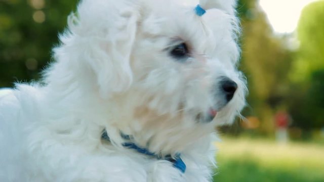 cute maltese dog 