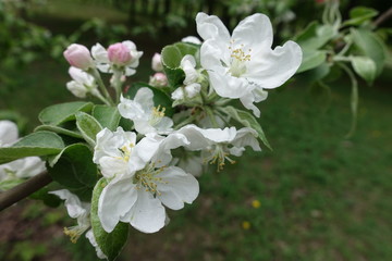 Close shot of apple blossom in spring