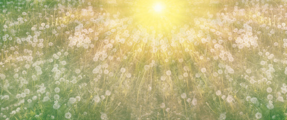 field of white dandelions at dawn the sun rises