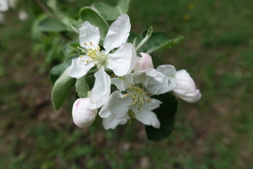 Closeup of flowers and buds of apple in spring