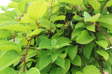 Fototapeta na wymiar green leaves lemongrass plant