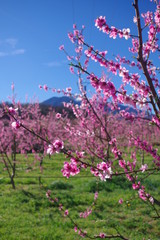 Arbres fruitiers pêcher en fleur rose au printemps et montagne en fond