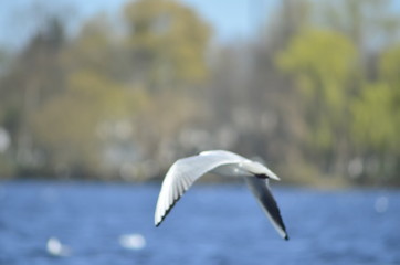  gulls water wildlife, river, bushes, birds, waterfowl, people, flight, wings, nesting, mating season of birds