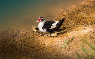 duck