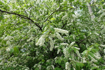 Bird cherry tree in full bloom in spring