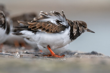 Turnstone (Arenaria interpres) on harbour wall in winter plumage