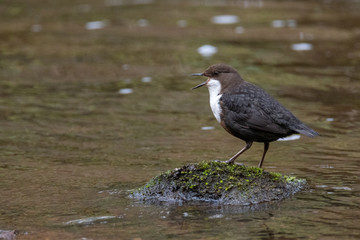 Dipper (Cinclus) 