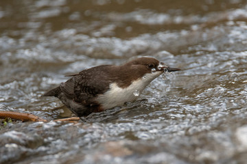 Dipper (Cinclus) 