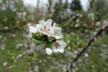 Close view of blossoming Prunus tomentosa in spring